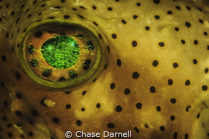 Porcupine Fish Eye
Grand Cayman by Chase Darnell 